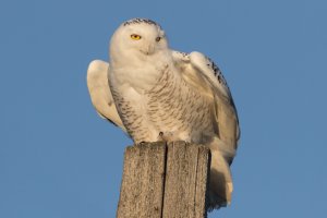 Snowy Owl (female) 124.jpg