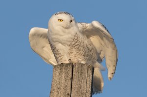 Snowy Owl (female) 125.jpg