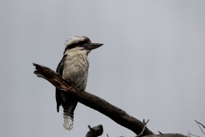 S-kookaburra-4450.JPG