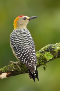 yellow fronted woodpecker.jpg