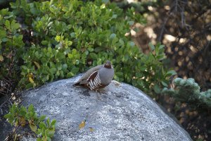 mountain quail C2360.JPG