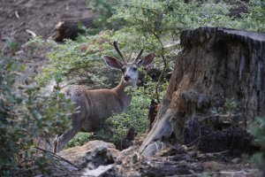 mule deer C2312.JPG