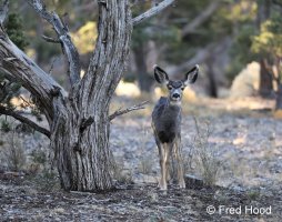 mule deer A1425.JPG
