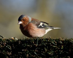 chaffinch_IMG_3005_DxO_small.jpg