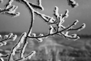 Ice Crystals 038b.jpg