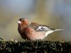 chaffinch_IMG_3004_DxO_small.jpg