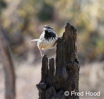 cactus wren A1837.JPG