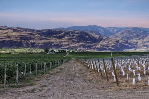 Okanagan vinyard.jpg
