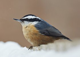 SmNutHatch0131PcTWcroppedWeb.jpg