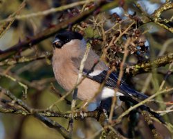 Bullfinch_2B4A2709_DxO.jpg