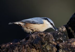 Nuthatch_2B4A2758_DxO.jpg