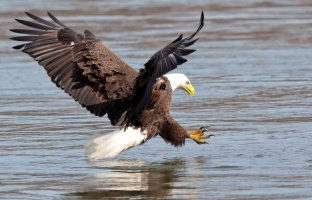 EAGLE 1 (RESIZED).jpg