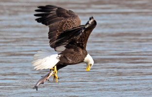 EAGLE 2 (RESIZED).jpg