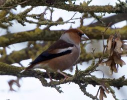 Hawfinch_2B4A3085-DxO_Hawfinch.jpg