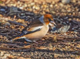 Hawfinch_3Q7A2153_DxO_vg.jpg