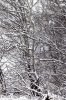 Winter birch grove_DxO.jpg