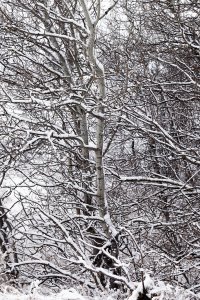 Winter birch grove_DxO.jpg