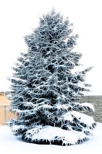 20171230 052b-01.jpg