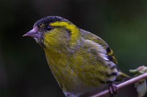 Siskin in garden..jpg