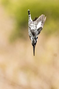 untitled (1 of 1)-8.jpg