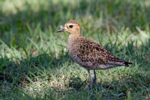 Pluvialis fulva - Pacific Golden Plover 19.jpg