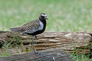 Pluvialis fulva - Pacific Golden Plover 34.jpg