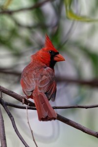 Cardinalis cardinalis - Northern Red Cardinal 2 Male.jpg