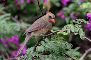 Cardinalis cardinalis - Northern Cardinal 13  Female.jpg