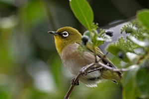 Japanese white eye.jpg
