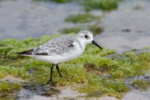 Sanderling.jpg