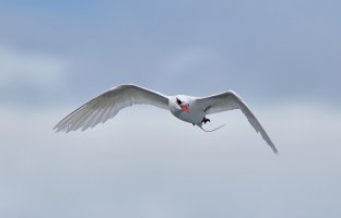 Phaeton rubricauda - Red-tailed Tropicbird 2.jpg