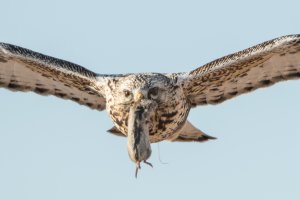 Rough-legged Hawk (adult female-light morph) 102.jpg