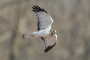 Northern Harrier (male) 111.jpg