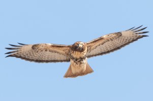 Red-tailed Hawk (adult) 126.jpg