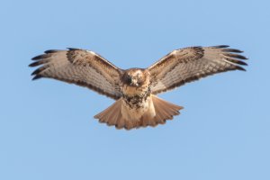 Red-tailed Hawk (adult) 129.jpg