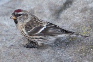 Common Redpoll (female) 107.jpg