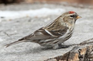 Common Redpoll (female) 112.jpg