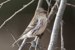 Hoary Redpoll 103.jpg