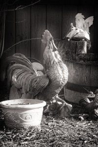 _MG_6470 copy_DxO.jpg