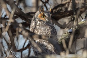 Long-eared Owl 106.jpg