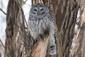 Barred Owl 109.jpg