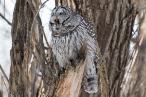 Barred Owl 110.jpg