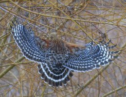 0 Red Shoulder Hawk.jpg