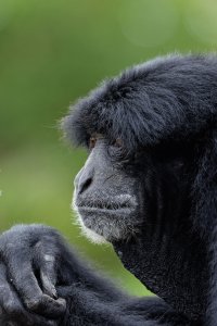 Symphalangus syndactylus -Siamang gibbon 1.jpg