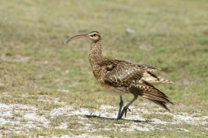 Numenius tahitiensis - Kioea 11.jpg