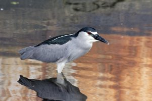 Nycticorax nycticorax hoactli - Black crowned Heron 13C.jpg