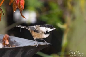 Chickadee-in-the-Rain_W.jpg