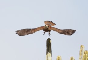 kestrel_flying_2B4A3740_DxO_.jpg