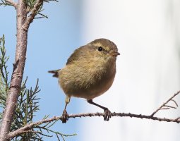 canaryisland_chiffchaff_2B4A3703_DxO_canaryisland_chiffchaff_DxO_canaryisland_chiffchaff1.jpg