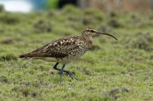 Numenius tahitiensis - Kioea 3.jpg